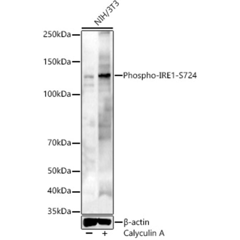 Western Blot - Anti-IRE1 (phospho Ser724) Antibody (A91492) - Antibodies.com