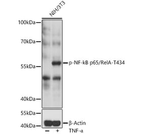 Western Blot - Anti-NF-kB p65 (phospho Thr434) Antibody (A91503) - Antibodies.com