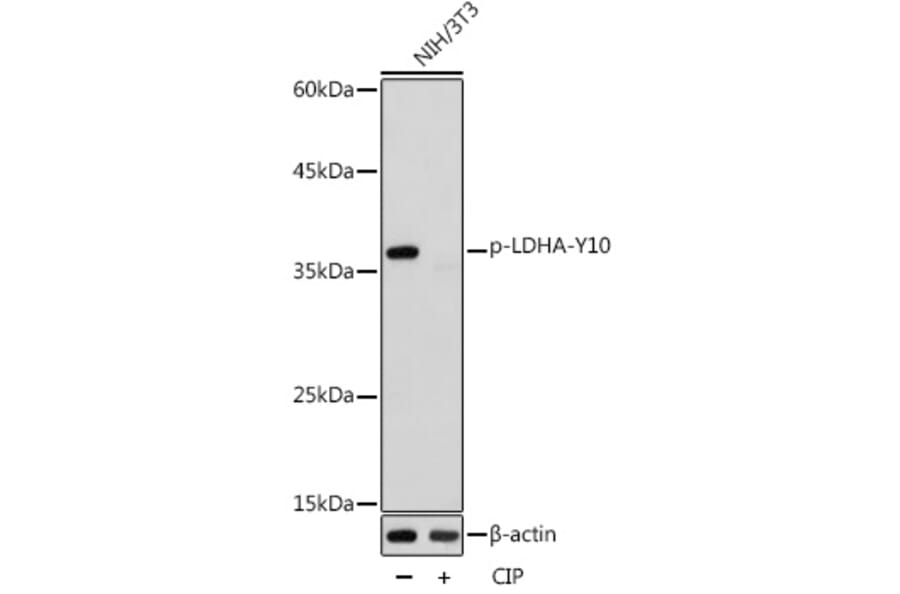 Western Blot - Anti-Lactate Dehydrogenase (phospho Tyr10) Antibody (A91504) - Antibodies.com