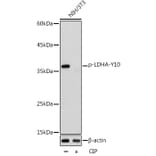 Western Blot - Anti-Lactate Dehydrogenase (phospho Tyr10) Antibody (A91504) - Antibodies.com