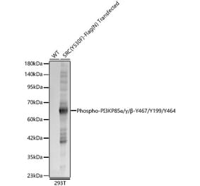 Western Blot - Anti-PI 3 Kinase p85 alpha (Phospho Y467/Y199/Y464) Antibody (A91507) - Antibodies.com