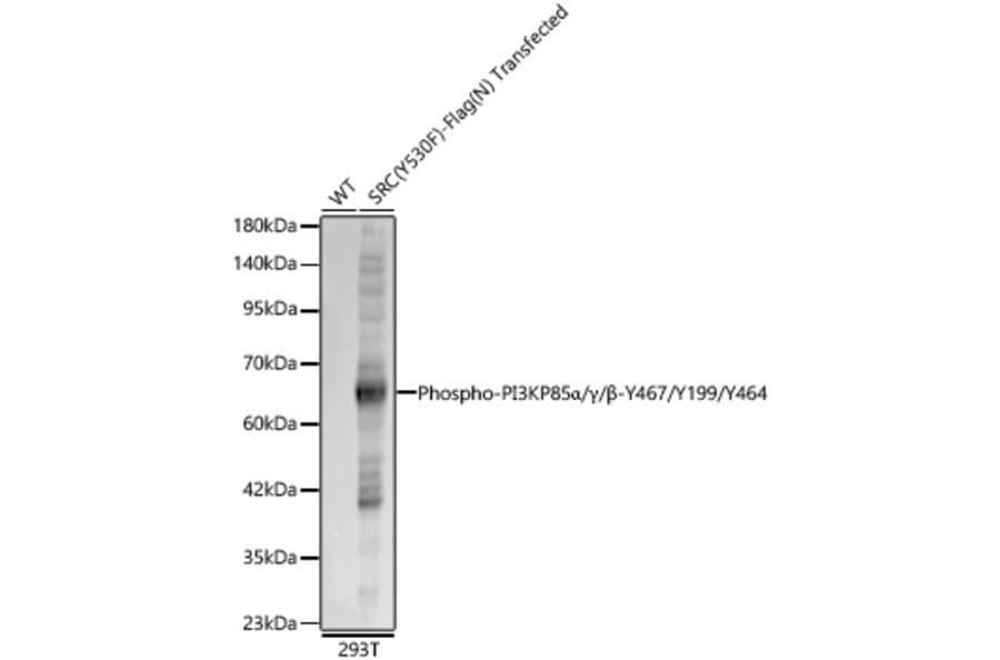 Western Blot - Anti-PI 3 Kinase p85 alpha (Phospho Y467/Y199/Y464) Antibody (A91507) - Antibodies.com