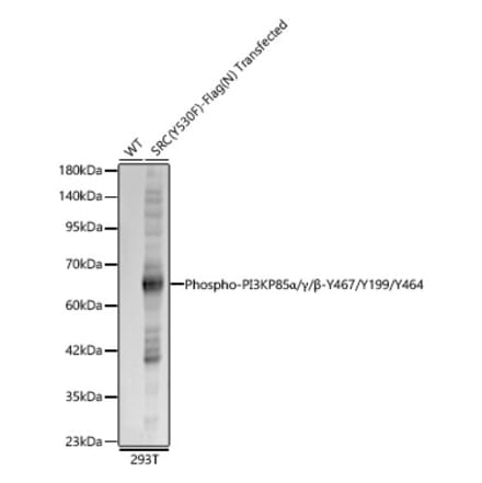 Western Blot - Anti-PI 3 Kinase p85 alpha (Phospho Y467/Y199/Y464) Antibody (A91507) - Antibodies.com