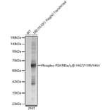 Western Blot - Anti-PI 3 Kinase p85 alpha (Phospho Y467/Y199/Y464) Antibody (A91507) - Antibodies.com