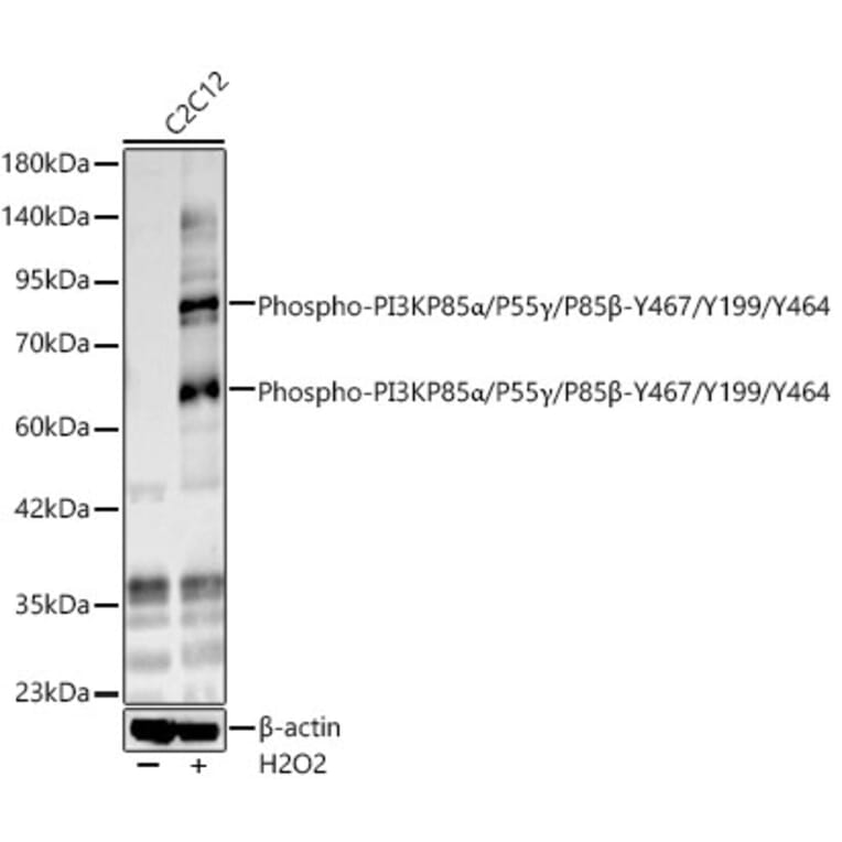 Western Blot - Anti-PI 3 Kinase p85 alpha (Phospho Y467/Y199/Y464) Antibody (A91507) - Antibodies.com