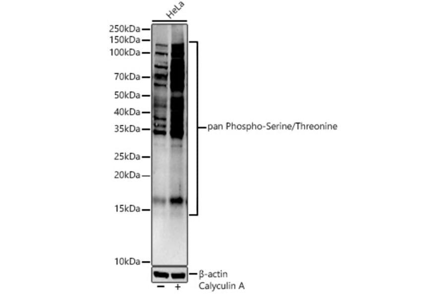Western Blot - Anti-pan phospho Ser + Thr Antibody (A91509) - Antibodies.com