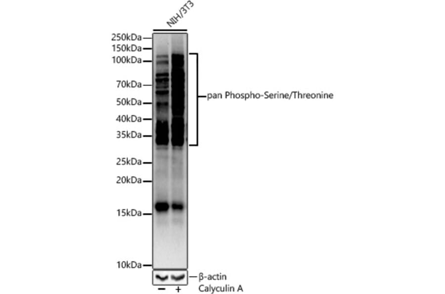 Western Blot - Anti-pan phospho Ser + Thr Antibody (A91509) - Antibodies.com