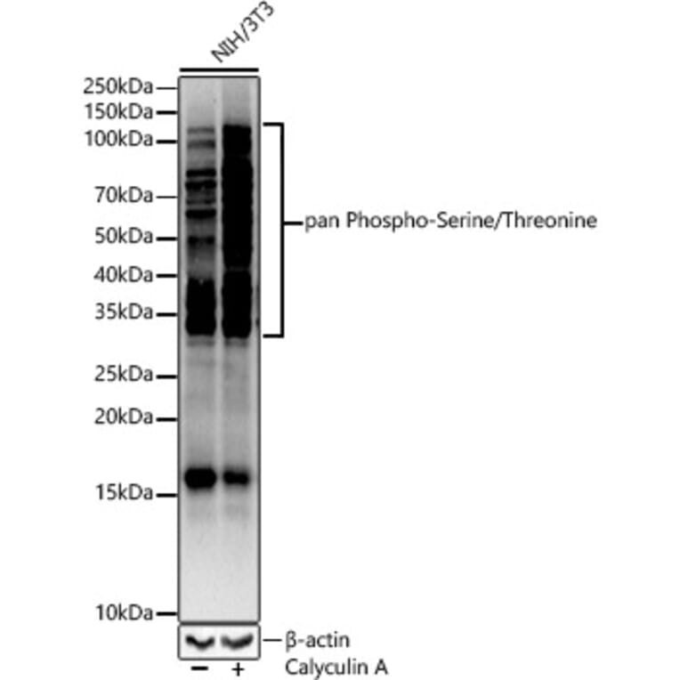 Western Blot - Anti-pan phospho Ser + Thr Antibody (A91509) - Antibodies.com