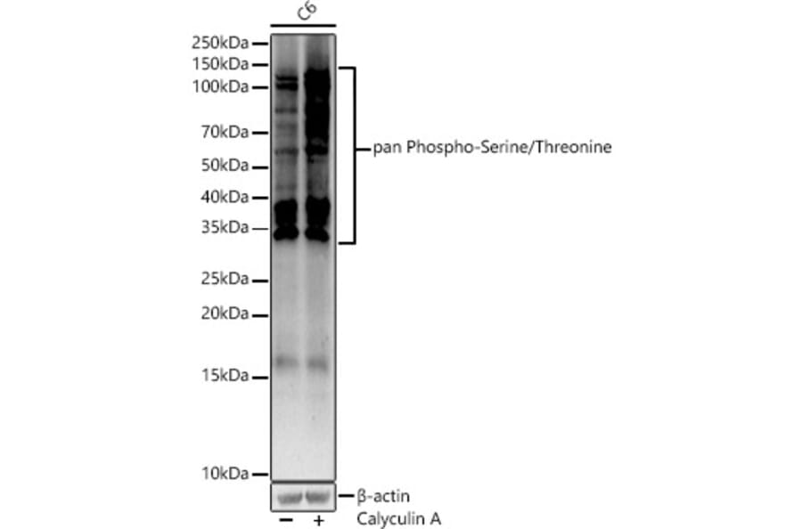 Western Blot - Anti-pan phospho Ser + Thr Antibody (A91509) - Antibodies.com