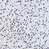 Immunohistochemistry - Anti-Histone H2B (acetyl Lys12) Antibody (A91510) - Antibodies.com