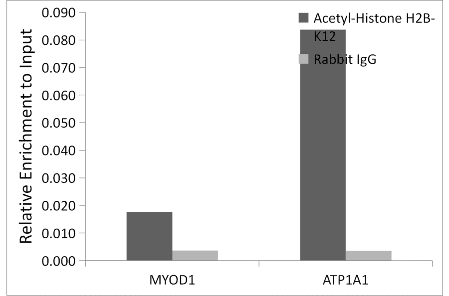Chromatin Immunoprecipitation - Anti-Histone H2B (acetyl Lys12) Antibody (A91510) - Antibodies.com
