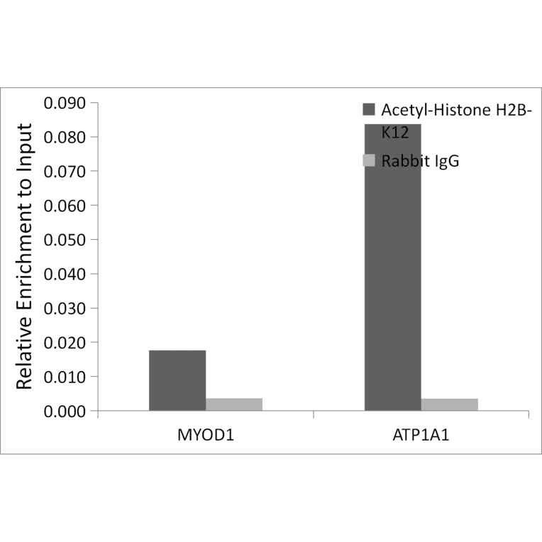 Chromatin Immunoprecipitation - Anti-Histone H2B (acetyl Lys12) Antibody (A91510) - Antibodies.com