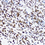 Immunohistochemistry - Anti-Histone H4 (acetyl Lys12) Antibody (A91511) - Antibodies.com