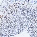 Immunohistochemistry - Anti-Histone H4 (acetyl Lys12) Antibody (A91511) - Antibodies.com