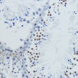 Immunohistochemistry - Anti-Histone H4 (acetyl Lys12) Antibody (A91511) - Antibodies.com