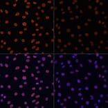 Immunofluorescence - Anti-Histone H4 (acetyl Lys12) Antibody (A91511) - Antibodies.com