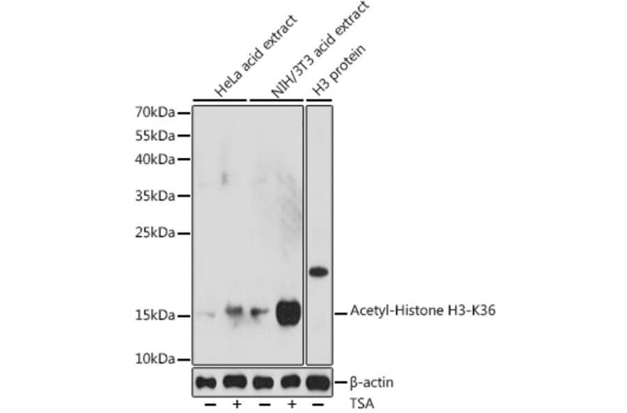 Western Blot - Anti-Histone H3 (acetyl Lys36) Antibody (A91513) - Antibodies.com