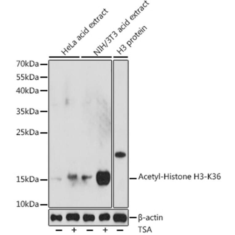 Western Blot - Anti-Histone H3 (acetyl Lys36) Antibody (A91513) - Antibodies.com