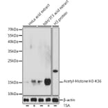 Western Blot - Anti-Histone H3 (acetyl Lys36) Antibody (A91513) - Antibodies.com