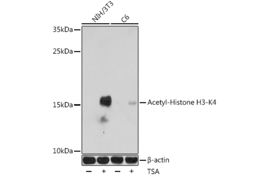 Western Blot - Anti-Histone H3 (acetyl Lys4) Antibody (A91515) - Antibodies.com