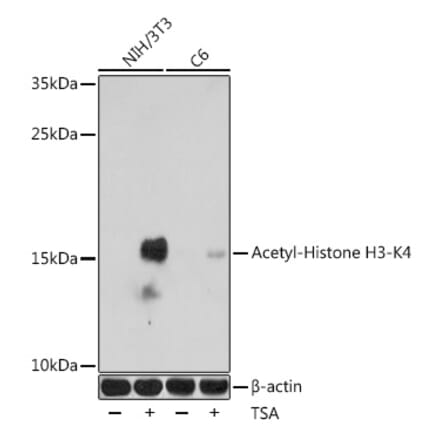 Western Blot - Anti-Histone H3 (acetyl Lys4) Antibody (A91515) - Antibodies.com