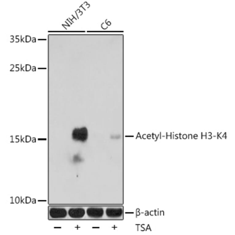 Western Blot - Anti-Histone H3 (acetyl Lys4) Antibody (A91515) - Antibodies.com