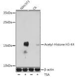 Western Blot - Anti-Histone H3 (acetyl Lys4) Antibody (A91515) - Antibodies.com