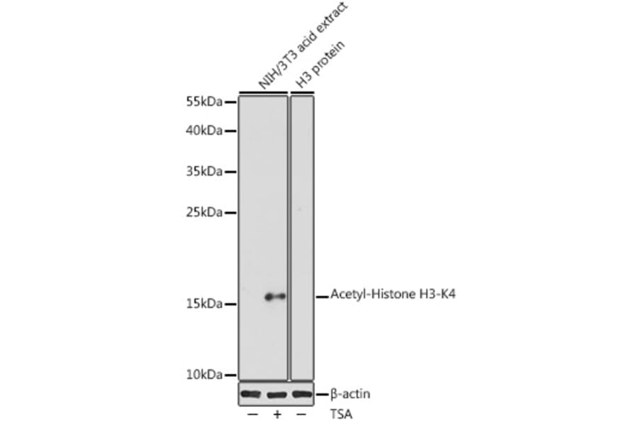 Western Blot - Anti-Histone H3 (acetyl Lys4) Antibody (A91515) - Antibodies.com