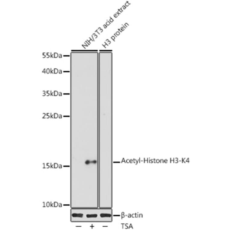 Western Blot - Anti-Histone H3 (acetyl Lys4) Antibody (A91515) - Antibodies.com