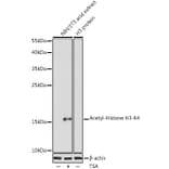 Western Blot - Anti-Histone H3 (acetyl Lys4) Antibody (A91515) - Antibodies.com