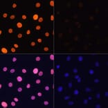 Immunofluorescence - Anti-Histone H3 (acetyl Lys4) Antibody (A91515) - Antibodies.com