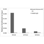 Chromatin Immunoprecipitation - Anti-Histone H3 (acetyl Lys4) Antibody (A91515) - Antibodies.com