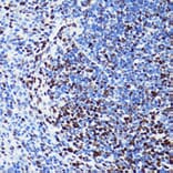 Immunohistochemistry - Anti-Histone H2B (acetyl Lys5) Antibody (A91518) - Antibodies.com