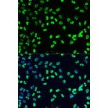 Immunofluorescence - Anti-Dnmt3a (di methyl Lys44) Antibody (A91519) - Antibodies.com