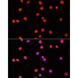 Immunofluorescence - Anti-Dnmt3a (di methyl Lys44) Antibody (A91519) - Antibodies.com