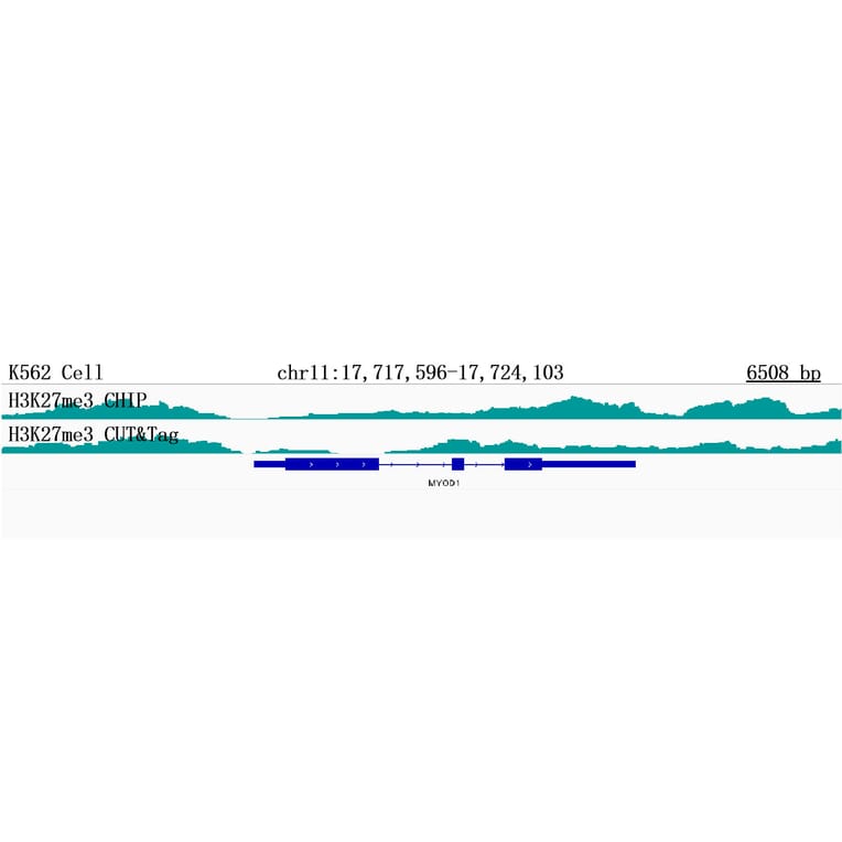 CUT&Tag - Anti-Histone H3 Antibody [AMC0015] (A91520) - Antibodies.com
