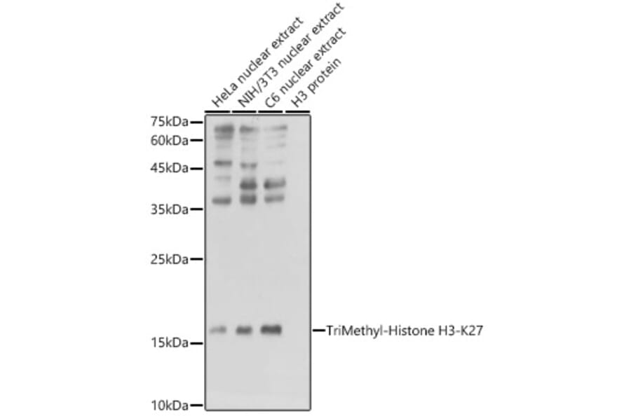 Western Blot - Anti-Histone H3 Antibody [AMC0015] (A91520) - Antibodies.com