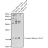 Western Blot - Anti-Histone H3 Antibody [AMC0015] (A91520) - Antibodies.com