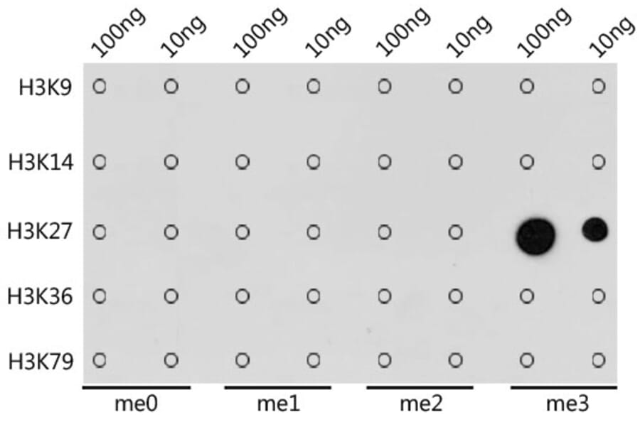 Dot Blot - Anti-Histone H3 Antibody [AMC0015] (A91520) - Antibodies.com