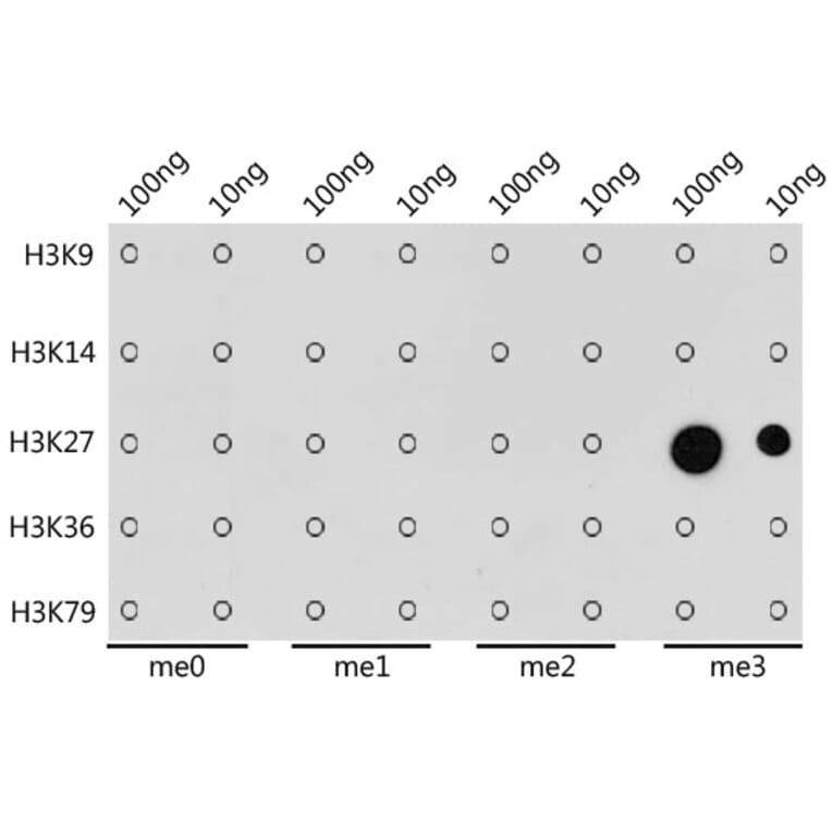 Dot Blot - Anti-Histone H3 Antibody [AMC0015] (A91520) - Antibodies.com