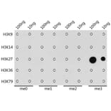 Dot Blot - Anti-Histone H3 Antibody [AMC0015] (A91520) - Antibodies.com