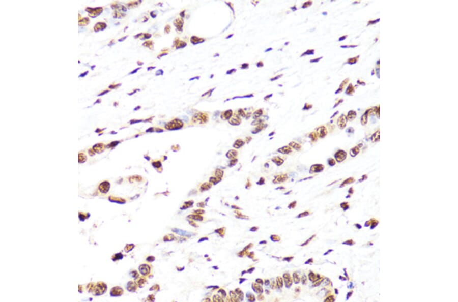 Immunohistochemistry - Anti-Histone H3 Antibody [AMC0015] (A91520) - Antibodies.com
