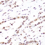 Immunohistochemistry - Anti-Histone H3 Antibody [AMC0015] (A91520) - Antibodies.com