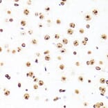 Immunohistochemistry - Anti-Histone H3 Antibody [AMC0015] (A91520) - Antibodies.com