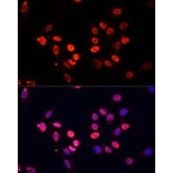 Immunofluorescence - Anti-Histone H3 Antibody [AMC0015] (A91520) - Antibodies.com