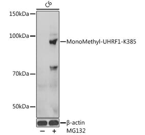 Western Blot - Anti-UHRF1 Antibody (A91521) - Antibodies.com