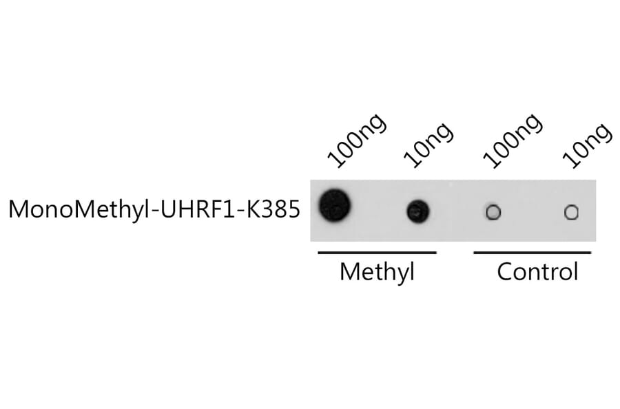Dot Blot - Anti-UHRF1 Antibody (A91521) - Antibodies.com