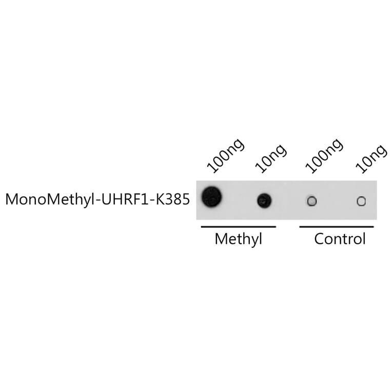 Dot Blot - Anti-UHRF1 Antibody (A91521) - Antibodies.com