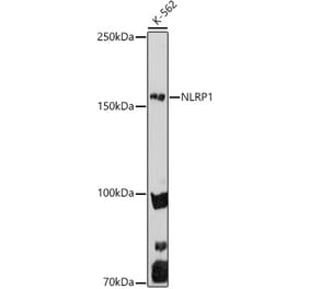 Western Blot - Anti-NLRP1 Antibody (A91527) - Antibodies.com