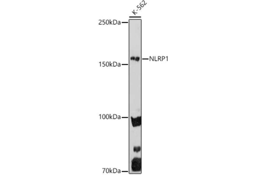 Western Blot - Anti-NLRP1 Antibody (A91527) - Antibodies.com